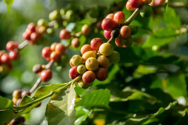 How Many Pounds of Coffee per Tree?
